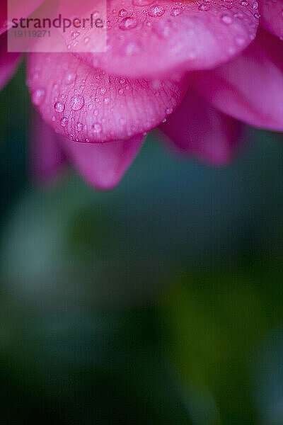 Nahaufnahme einer leuchtend rosa Kamelie