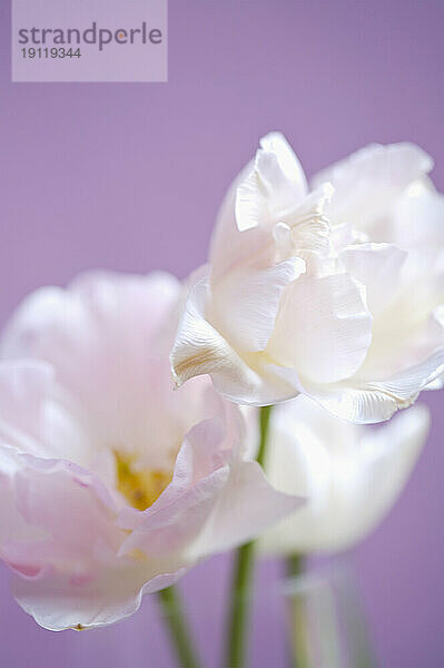 Weiße Blumen auf violettem Hintergrund