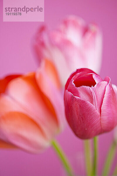 Nahaufnahme von rosa Tulpen