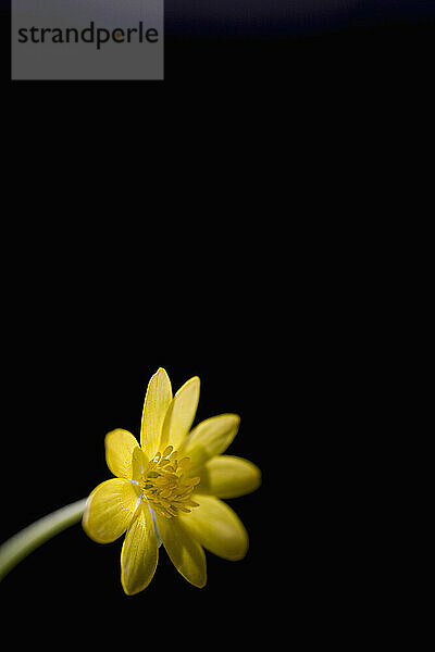 Gelbe Butterblume auf schwarzem Hintergrund