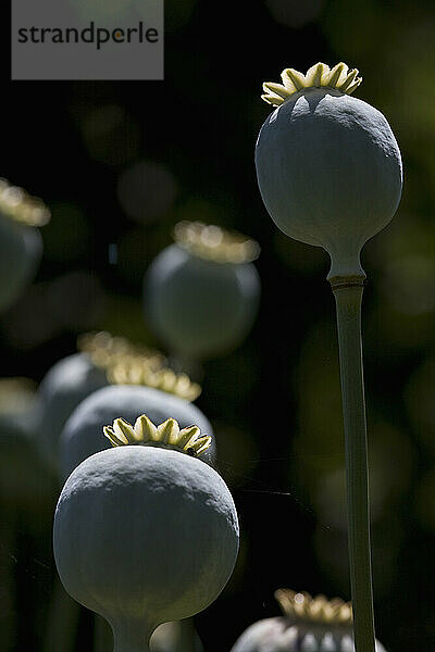 Mohn auf schwarzem Hintergrund