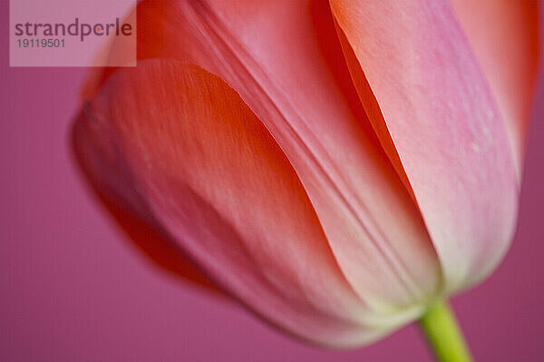 Extreme Nahaufnahme einer roten Tulpe Tulipa