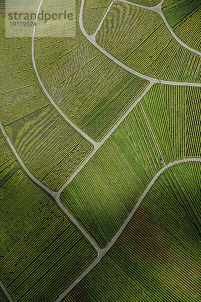 Luftaufnahme von strukturierten grünen Weinbergen  Uhlbach  Deutschland
