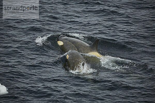 Orcas schwimmen vor der Antarktischen Halbinsel  Weddellmeer  Antarktis