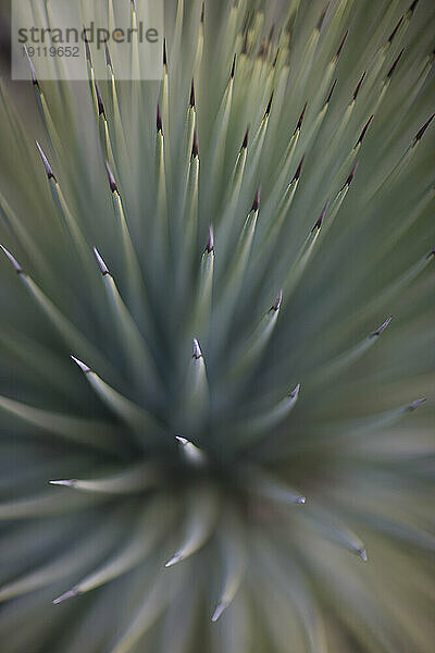 Nahaufnahme von Yucca rostrata