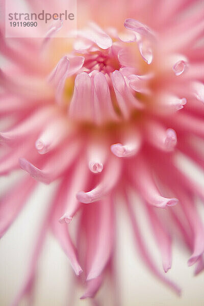 Extreme Nahaufnahme einer rosa Dahlie