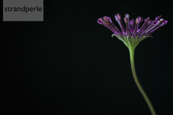 Dunkelrosa Osteospermum auf schwarzem Hintergrund