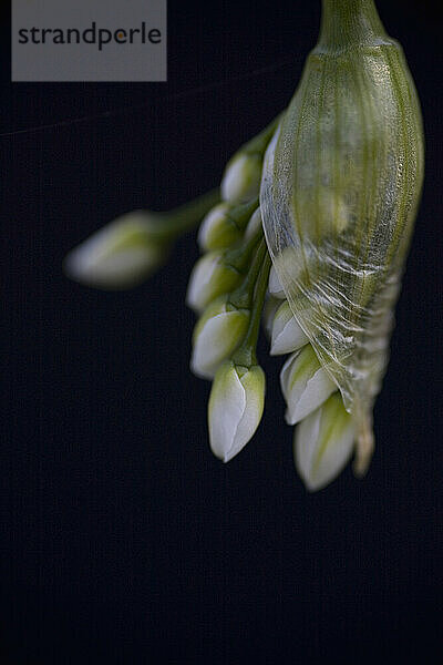 Weißes Allium auf schwarzem Hintergrund