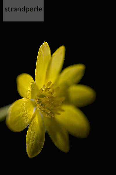 Gelbe Butterblume auf schwarzem Hintergrund