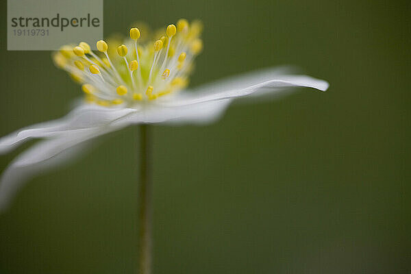 Anemone nemorosa auf grünem Hintergrund