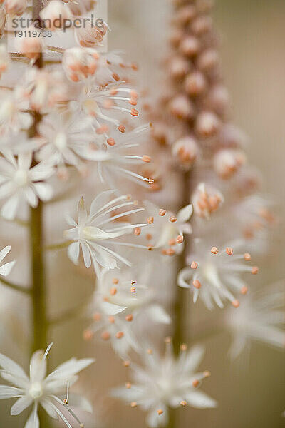 Nahaufnahme der weißen Tiarella Cygnet