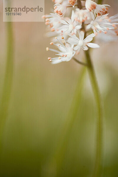 Weißes Tiarella-Cygnet auf grünem Hintergrund