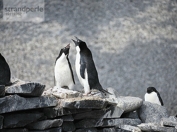 Adeliepinguine kommunizieren auf Felsen  Antarktische Halbinsel  Weddellmeer  Antarktis