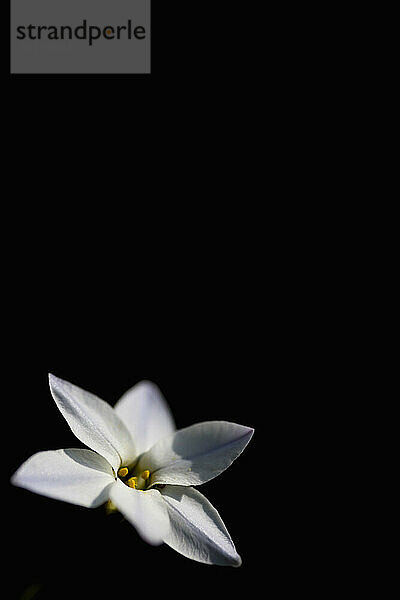 Frühlingssternblume auf schwarzem Hintergrund