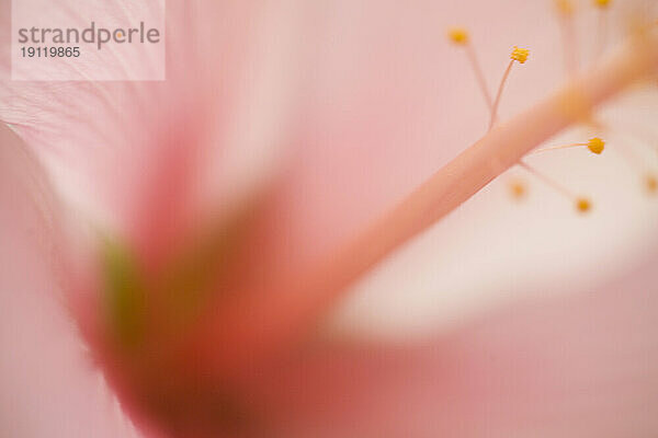 Nahaufnahme von rosa und gelbem Hibiskus