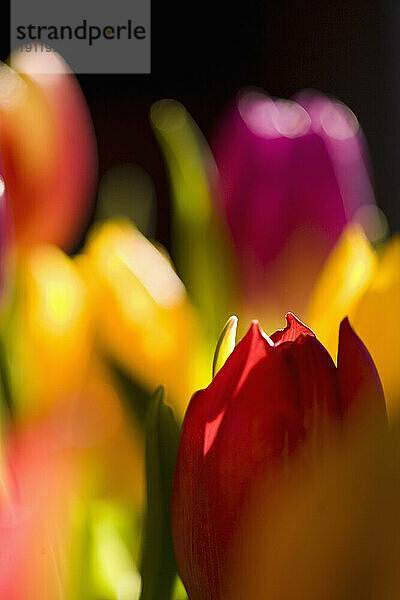 Nahaufnahme von gelben und roten Tulpen