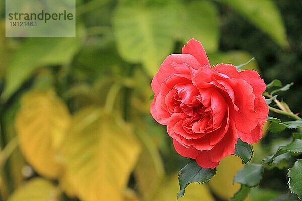 Rot blühende Rose  Hintergrund Garten  aufgenommen mit Tiefenschärfe