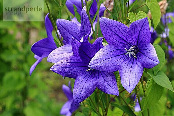 Mehrere blau-lila Blüten der Karpaten-Glockenblume mit Tiefenschärfe aufgenommen  im Hintergrund Garten
