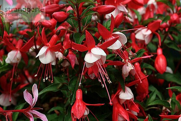 Fuchsien in rot und weiss  formatfüllend mit Tiefenschärfe aufgenommen