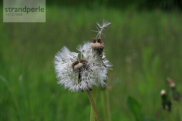 Fliegende Samen des Wiesenbocksbarts  Hintergrund Wiese  aufgenommen mit Tiefenschärfe