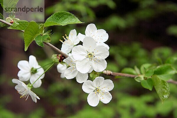 Weiße Kirschblüten der Sauerkirsche  Hintergrund Vegetation in Unschärfe