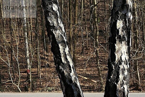 Zwei Birken  Ausschnitt  an der Strasse  Hintergrund Wald in Unschärfe