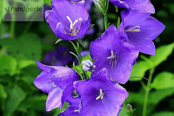 Blau  voll erblühte Karpaten-Glockenblumen  im grünen Garten  aufgenommen mit Tiefenschärfe