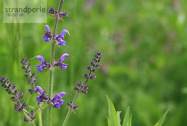 Blau-violett blühender Natternkopf  Ausschnitt in grüner Wiese  aufgenommen mit Tiefenschärfe