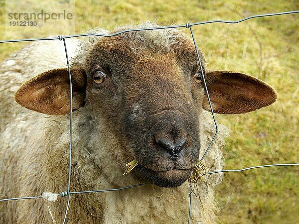 Hungriges Schaf  frontal aufgenommen  Hintergrund Weide