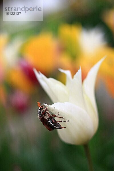 Maikäfer  der sich an einer weißen Tulpe festhält  Hintergrund bunte Tulpen mit Tiefenschärfe aufgenommen