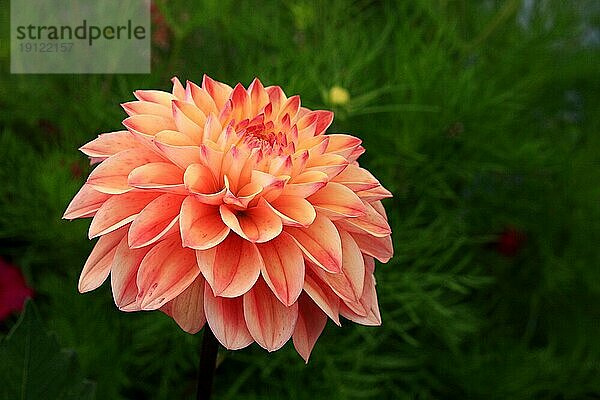 Pinkfarbene einzelne rosa panaschierte Dahlie in einem Garten vor grünem Hintergrund in Tiefenschärfe aufgenommen