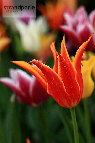 Tulpen in unterschiedlichen Farben  Vordergrund leuchtend orangene Tulpe  mit Tiefenschärfe im Hintergrund