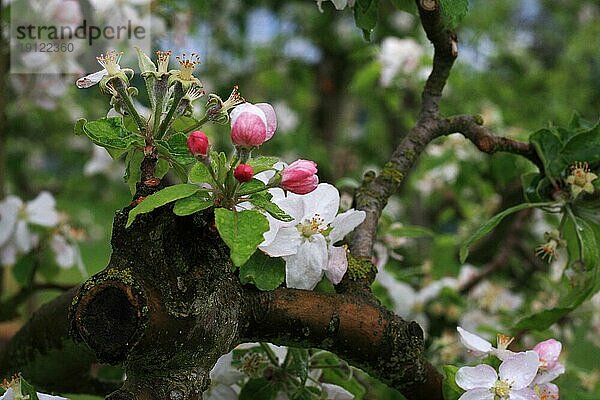 Rosa und weiße Apfelblüten am Ast  Hintergrund weiter Obstbäume  aufgenommen mit Tiefenschärfe