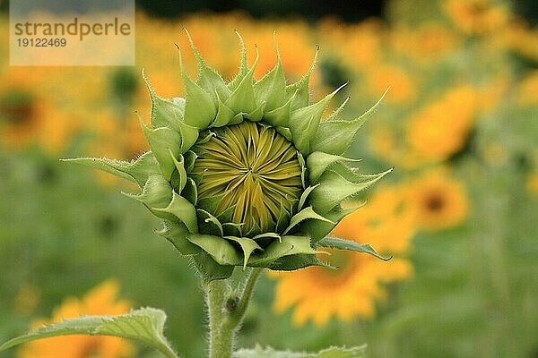 Halb geöffnete Sonnenblume  aufgenommen als Close-up  Hintergrund Sonnenblumenfeld mit Tiefenschärfe