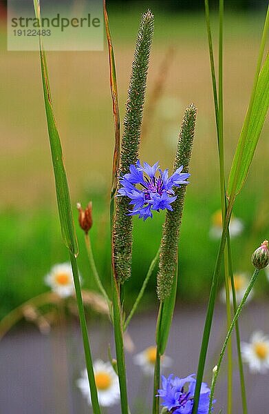 Wiesenblumen im aufgenommen