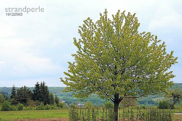 Laubbaum mit Umpflanzung in landschaftlich schöner Umgebung  Hintergrund Himmel