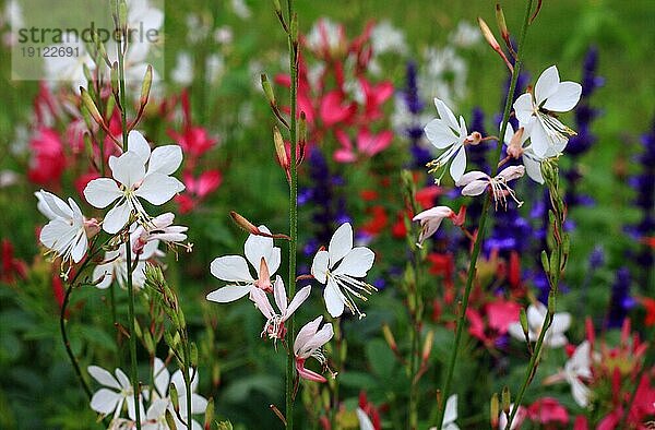 Weiße Prachtkerzen vor rot  blau und weiss blühenden Pflanzen in einem Garten  formatfüllend mit Tiefenschärfe aufgenommen