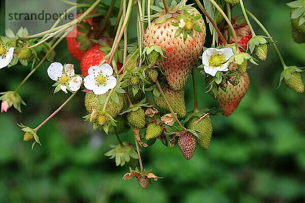 Blühende Erdbeerpflanze mit Früchten  Hintergrund Garten  aufgenommen mit Tiefenschärfe