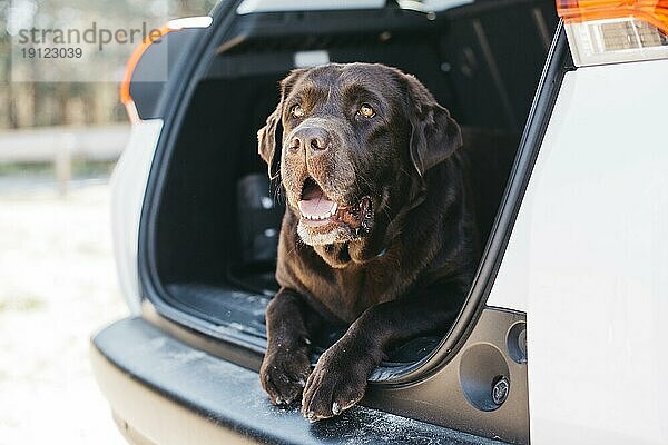 Hund entspannt offenen Kofferraum