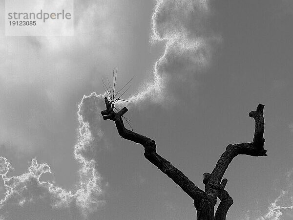 Abgestorbener Baum mit zum Himmel ragenden Ästen in Monochrome