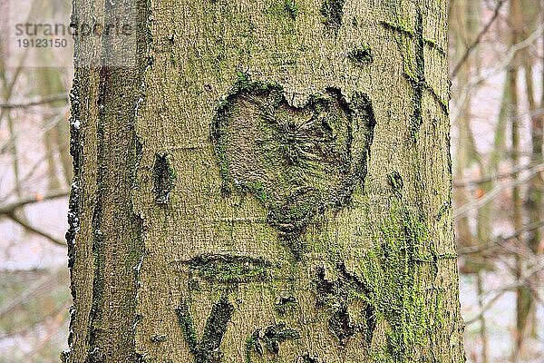 In einen Laubbaum eingeritztes Herz und einige Buchstaben  Ausschnitt  Hintergrund Wald in Unschärfe