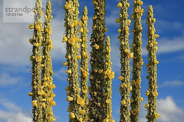 Mehrere Pflanzenteile einer gelb blühenden Königskerze vor blau-weißem Himmel