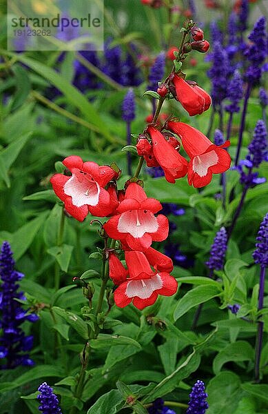 Rot-weiße Glockenblumen in einem Garten vor blaün Primeln und Grün  aufgenommen mit Tiefenschärfe