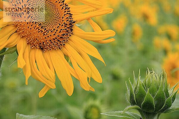 Sonnenblumenfeld mit geöffneter Pflanze und Knospe -aufgenommen mit Tiefenschärfe