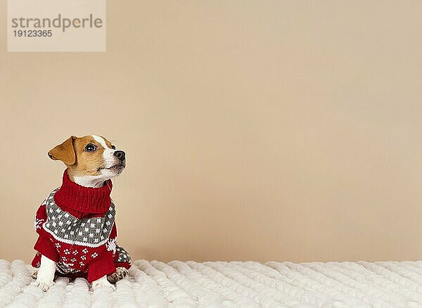 Süßer Hund mit Pullover