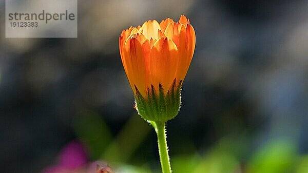 Ringelblume (Calendula officinalis)  Makro  halbgeschlossene Blüte  seitlich  Gegenlicht  Zingaro  Nationalpark  Naturschutzgebiet  Nordwesten  Sizilien  Italien  Europa