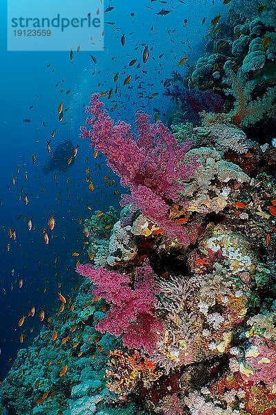 Klunzingers Bäumchenkoralle (Dendronephthya klunzingeri) und Schwarm  Gruppe von Juwelen-Fahnenbarsch (Pseudanthias squamipinnis)  Tauchplatz Elphinstone Riff  Ägypten  Rotes Meer  Afrika