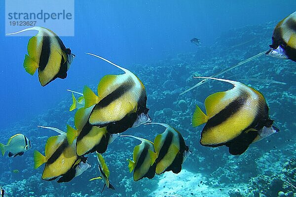 Schwarm  Gruppe von Rotmeer-Wimpelfisch (Heniochus intermedius)  Tauchplatz Hausriff  Mangrove Bay  El Quesir  Ägypten  Rotes Meer  Afrika