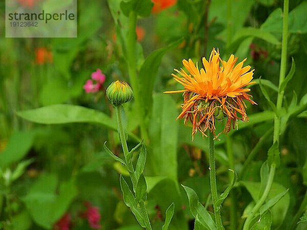 Orange blühende Ringelblume  Hintergrund Gartenblumen in Unschärfe