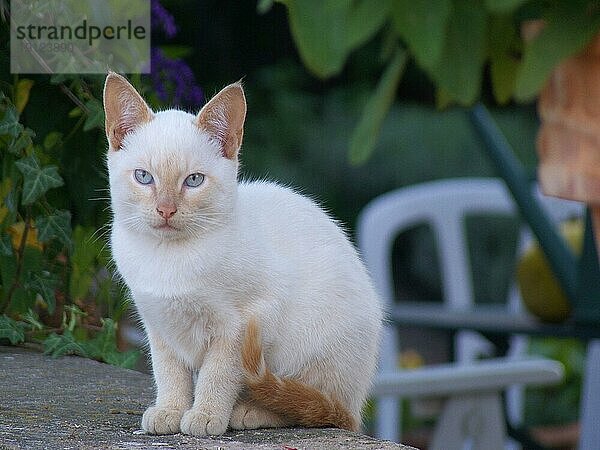 Kleine Katze mit beigefarbenem Fell und hellblauen Augen auf einer Mauer  Hintergrund Garten in Unschärfe